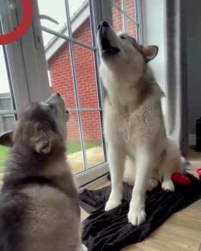 son, today i will teach you how to flirt with a pretty girl, i will only model once