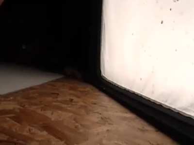 Crush Cuties Fallen Angel Crush Blooper