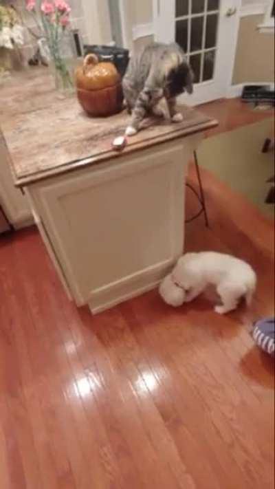 Caught this evil cat attempting to murder my dog.