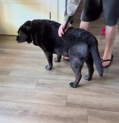 Finn-Hi Finn!-Finn LOVES to be vacuumed (Inspired by u/AnitaKK to share this one)