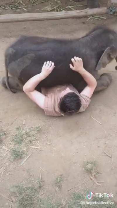 baby elephant misses his dad and want to play
