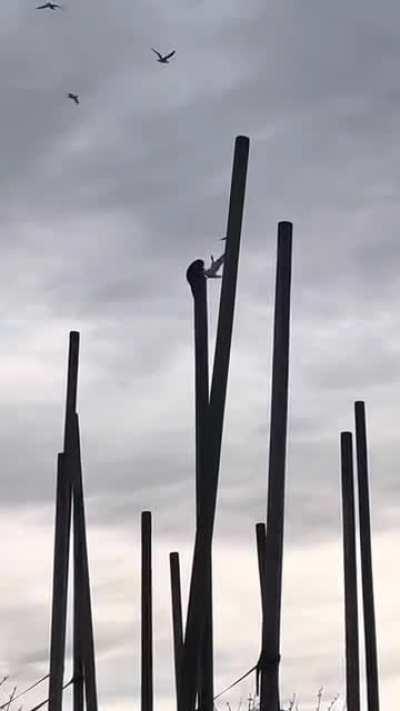 This is the first time I saw a monkey beat a seagull to death