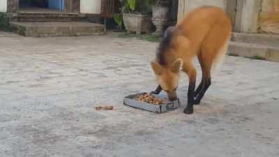 The size of this thing scare me