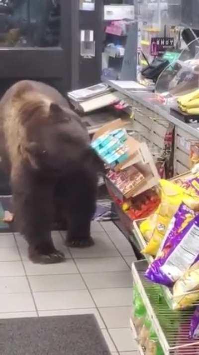 was as gentle as possible 🐻