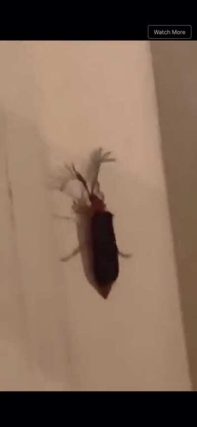 I mean them lashes are on fleek though