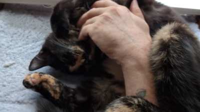 Chupacabra the purr machine