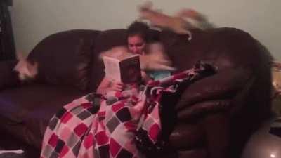 Saw the fox video in r/BetterEveryloop and decided to make it a perfect [L]oop.