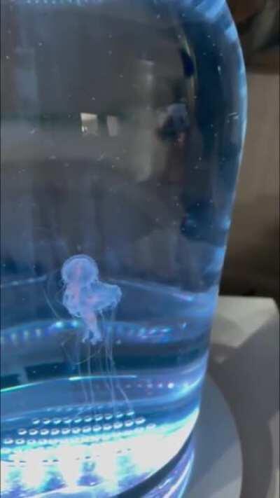 [123/123] Jellyfish get down (Jellyfish vs. Night Crawlers)