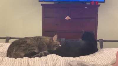 Friendly butt lick startle.