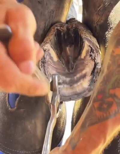 Horse shoe cleaning. PS - It doesn't hurt for the horse, from the horse POV it's like having a pedicure spa