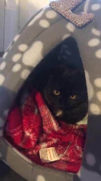 Throwback to Luna’s 3rd night in her forever home from the rescue centre, finding her voice little sassy queen