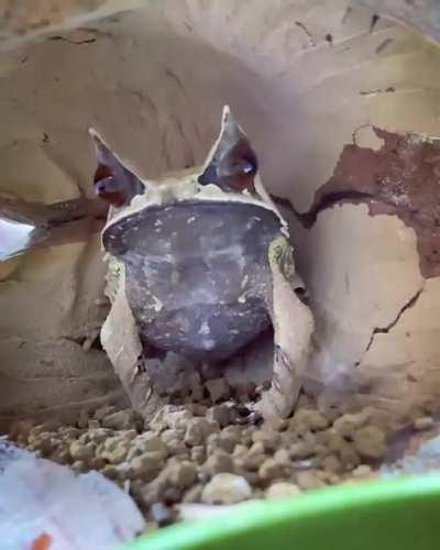 🔥 The Malaysian Horned Frog is amazingly quick-on-the-draw.