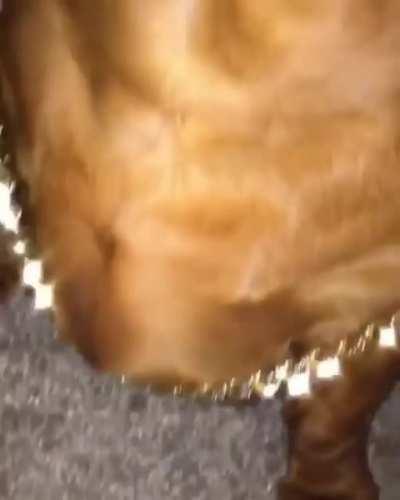 Tobia depois de um dia lucrativo na biquera