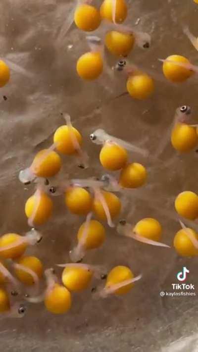 Never seen fish like that