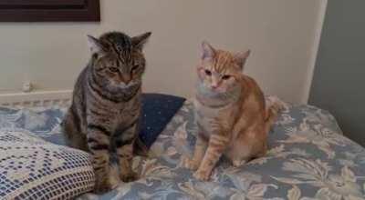 Randomly start a fight without any reason.