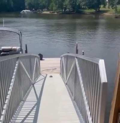 My aquatic people need me