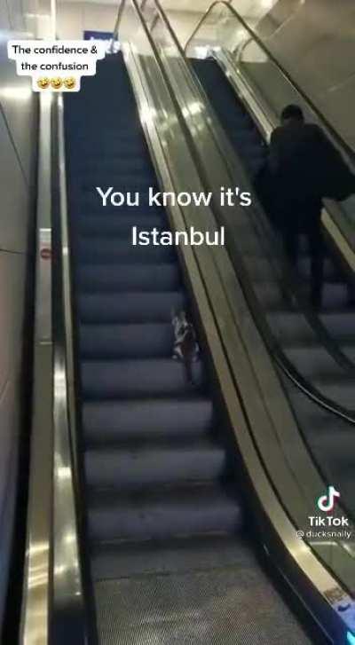 Helping a cat to get on the right escalator