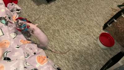 My smart and spooky pet SpiderRAT Chickpea playing fetch in costume!