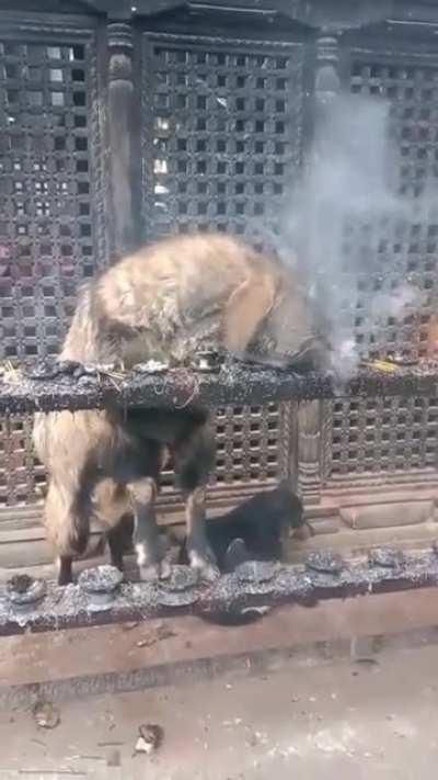 cabra fumeta cabra fumeta