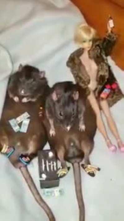 Muca, Greninja e a loirinha