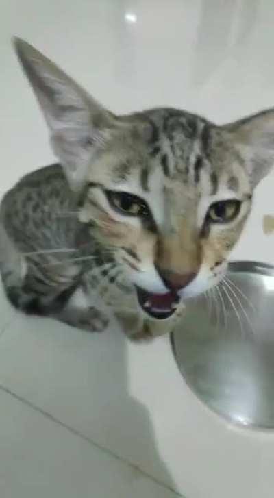 This cat came into my house and started yelling for food. Is this how they adopt us?