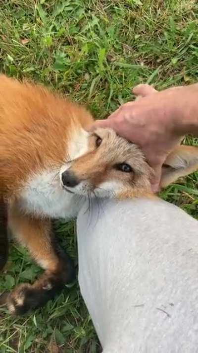 Meet Eevee! She lives on my property.