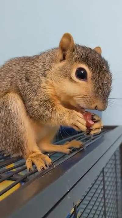 Levia enjoying her breakfast. Sound on.