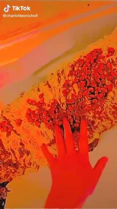 Beans in this dog’s fur