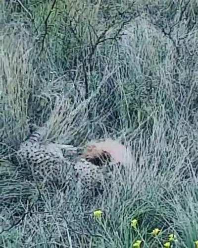 Geoffroy's Cat killing an Armadillo
