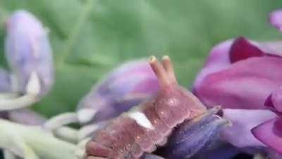 not my video but what is this?