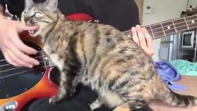 “Stop making those horrible sounds and pet me already!”