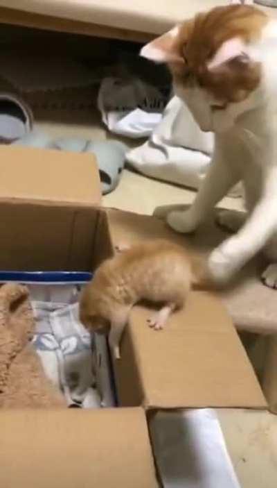 Мамка года)