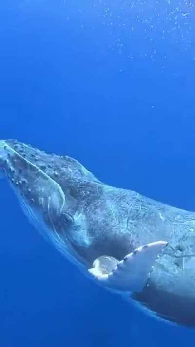 🔥 A juvenile humpback whale breaching as its mother watches from below