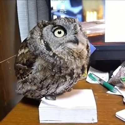 This guy sings when he needs attention