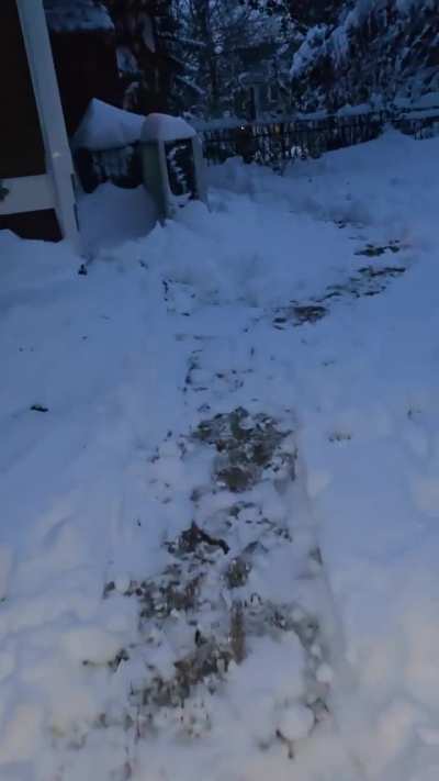 Zoomie Maze