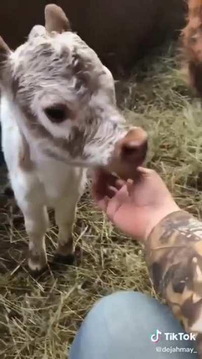 Just when I think calves can’t get any cuter, they somehow do😍😍😍