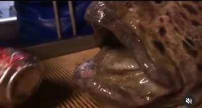 The Undead, Fish from he underworld, Un-killable by mortal means