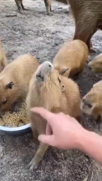 Babybara getting some scritches