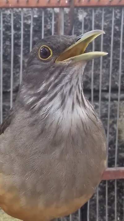 Estabas en la escuela haciendo fila para cantar el himno y de depente: