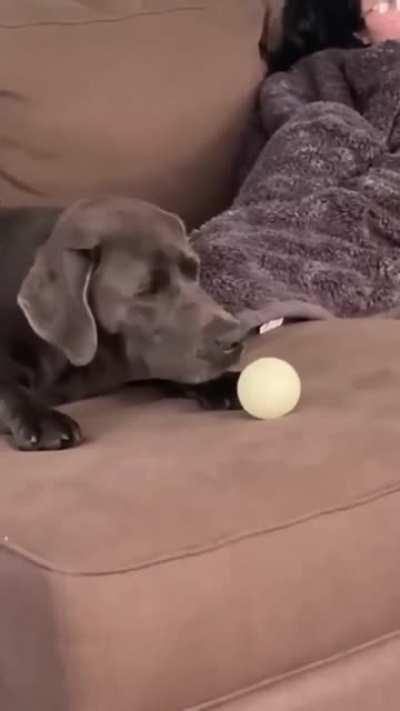 Fetch, Lazy boy edition.