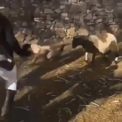 Stealing a baby lamb from its mother