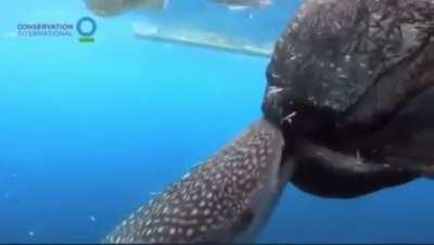 🐟 Jizz 🐠 sucking on Ms.Nami’s 🧜‍♀️ Fitties (Fish Titties)