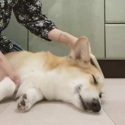 How to calm down the corgi