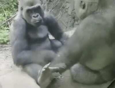 Gorilla messing with his friend in a very humanlike way.