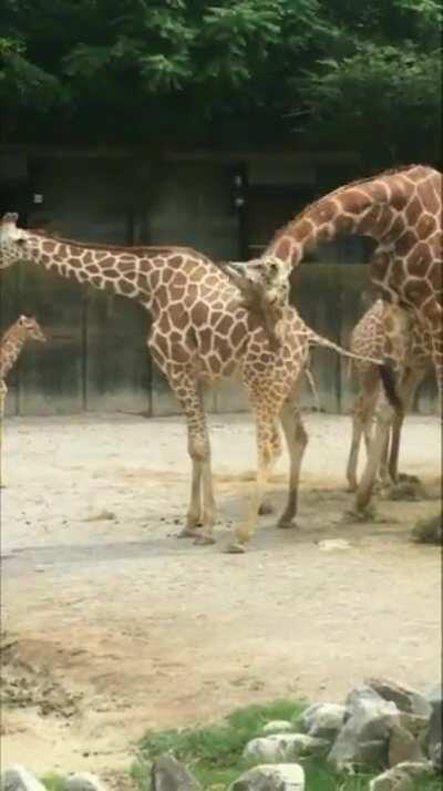 Poor thirsty giraffe!