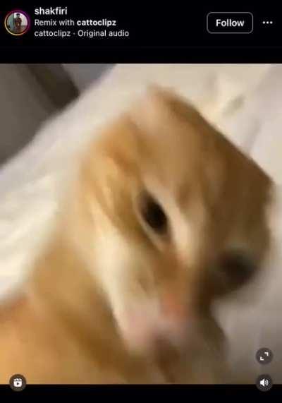 Braincell not found.