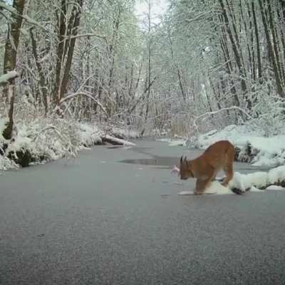 Lynx testing the ice and prefers an airborne route instead