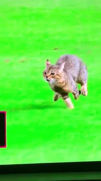 Cat in a baseball match /cre: AntonioSlamsci