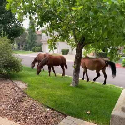 Wild horses visit the neighborhoods of South Reno, Nevada near the end of summer to graze on lawns