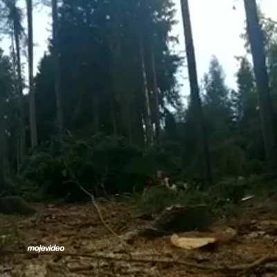 Idiot has a near miss with a tree. No serious injury.